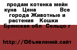 продам котенка мейн-куна › Цена ­ 35 000 - Все города Животные и растения » Кошки   . Брянская обл.,Сельцо г.